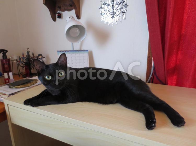 まったりする黒猫 ねこ,ネコ,黒猫の写真素材