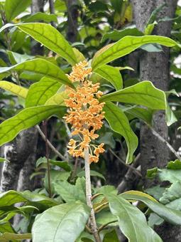 金木犀の花 金木犀,キンモクセイ,オレンジ色の写真素材