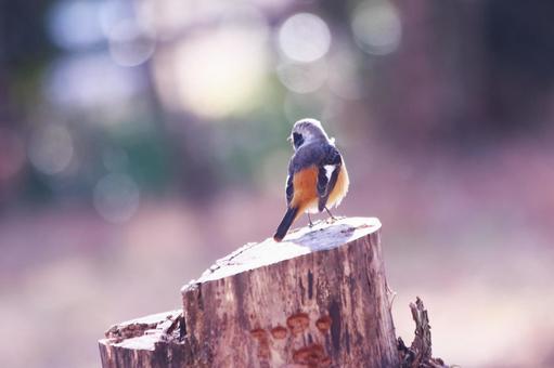 輝く背景と木の上のジョウビタキ 輝く背景と木の上のジョウビタキの写真