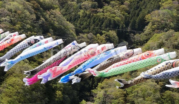 竜神大吊橋の鯉のぼり 鯉のぼり,竜神大吊橋,旅の写真素材