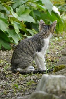 猫の後ろ姿 猫の後ろ姿の写真