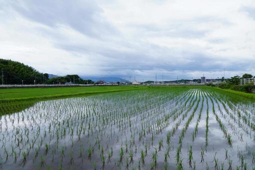 rice planting, JPG rice planting, JPG