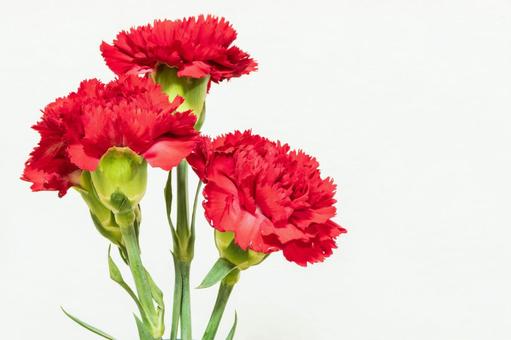 カーネーション 花,母の日,植物の写真素材