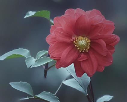 ダリア ダリアの写真