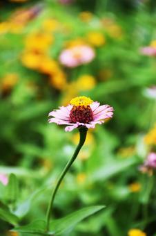 Zinnia, JPG