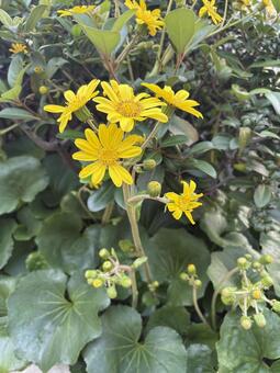 ツワブキの花 ツワブキ,花,植物の写真素材