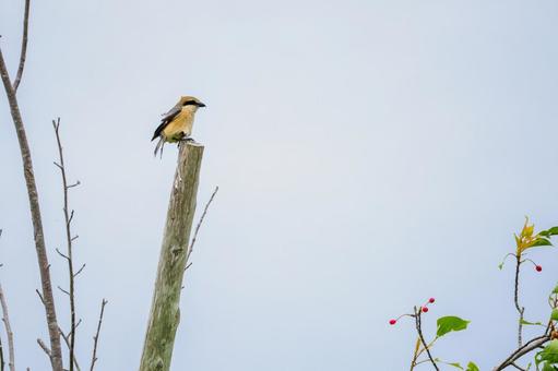 Shrike ⑽, JPG