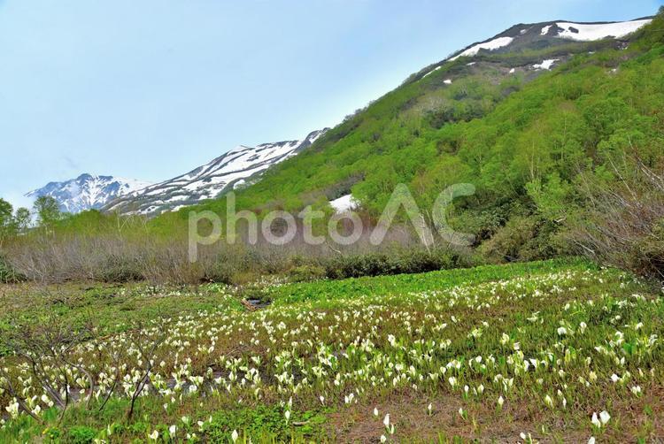 ミズバショウ（栂池高原） 花,ミズバショウ,水芭蕉の写真素材