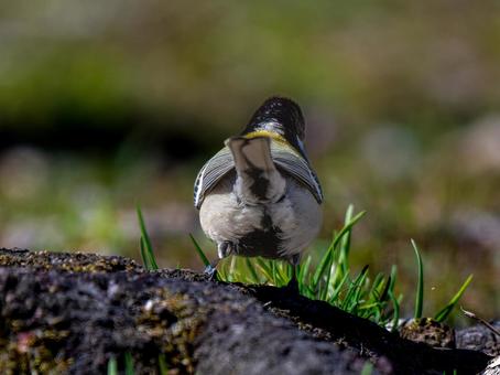 地面を歩くシジュウカラ 地面を歩くシジュウカラの写真