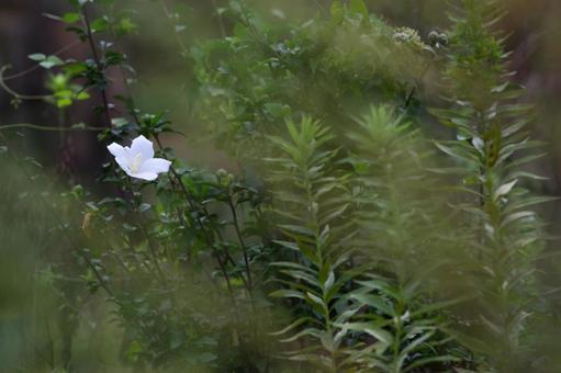 Photo, flower, grass, white, 
