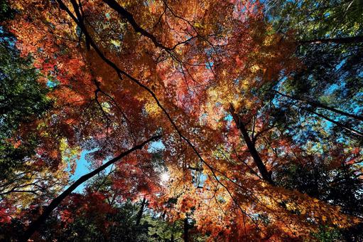 下から見上げる成田山公園の紅葉 千葉県成田市,成田山公園,紅葉狩りの写真素材