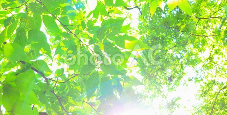 爽やかな新緑と射し込む太陽光 新緑,緑,葉っぱの写真素材