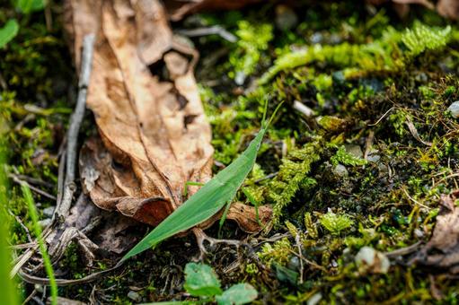 オンブバッタ⑷ 昆虫,バッタ,オンブバッタの写真素材
