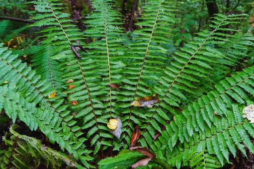 シダ植物の写真