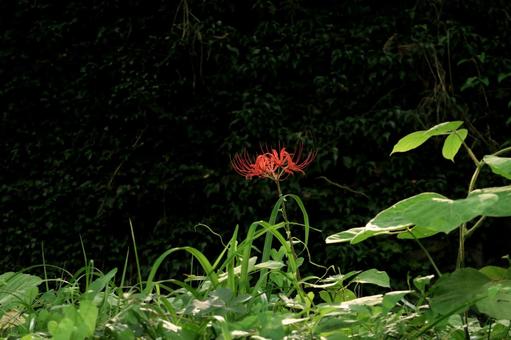 Red spider lily, JPG Red spider lily, JPG