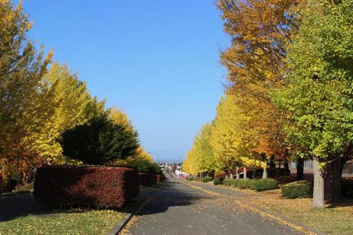 紅葉に染まる一本道 屋外,風景,木の写真素材