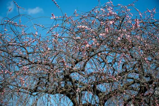 春を告げる梅林の梅の花 春を告げる梅林の梅の花 梅,梅林,万博記念公園の写真素材