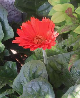 ゼルベラの写真