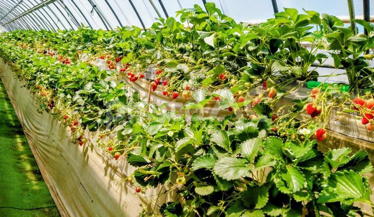 いちごのビニールハウス いちご狩り,ビニールハウス,栽培の写真素材