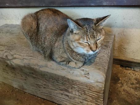 ネコ　うたた寝　玄関　３ ネコ,土間,まったりの写真素材