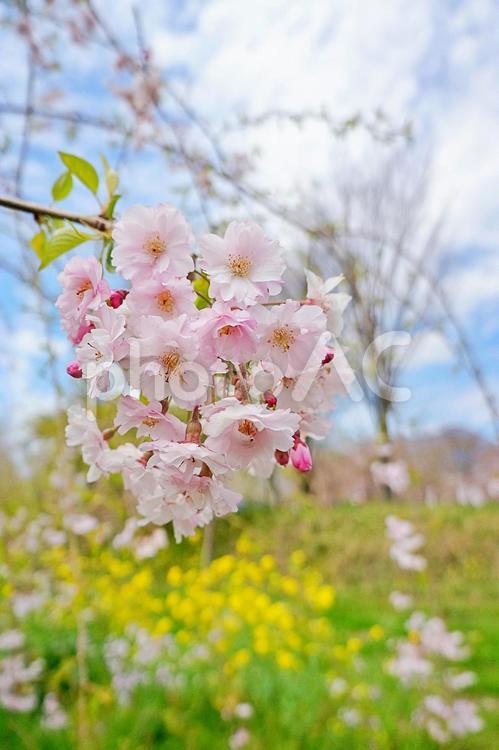 枝垂れ桜 枝垂れ桜,シダレザクラ,バラ科の写真素材