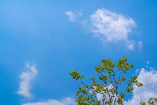 青空と新緑 青空と新緑の写真