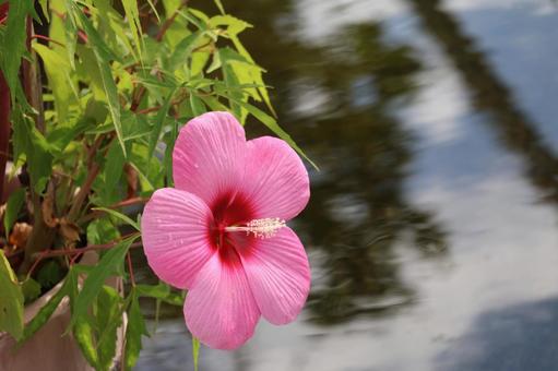 ピンクのタイタンビカスの花のアップの写真