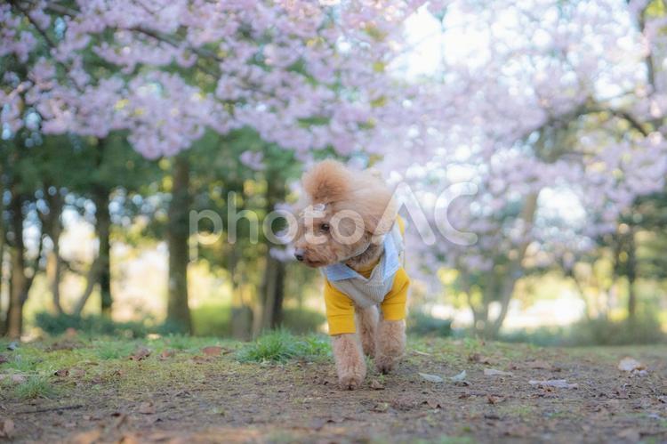 桜の中散歩するトイプードル トイプードル,春空,桜の写真素材