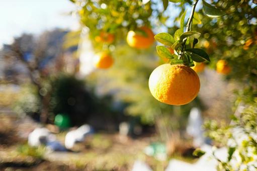 果樹園のミカン 果樹園,蜜柑,ミカンの写真素材