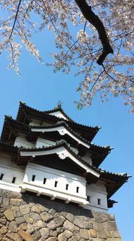 弘前城 桜 弘前城 桜 青森県,弘前市,本丸の写真素材