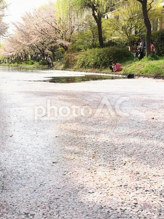 桜の花びらの水面 桜,花びら,ピンクのじゅうたんの写真素材