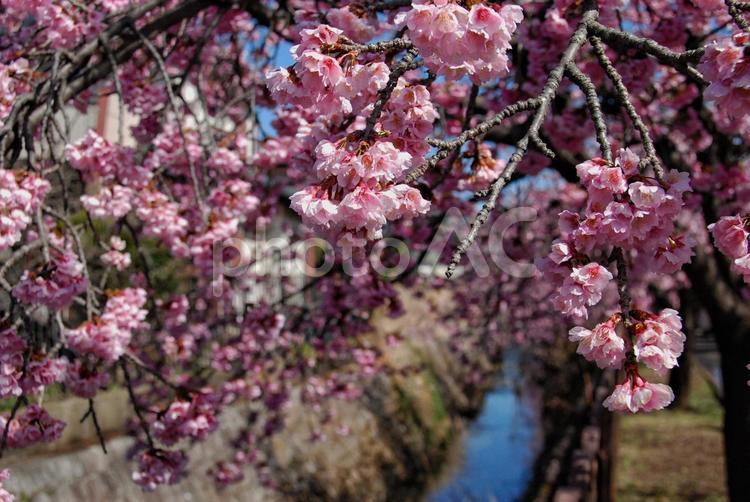 桜並木 風景,自然,ピンク色の写真素材