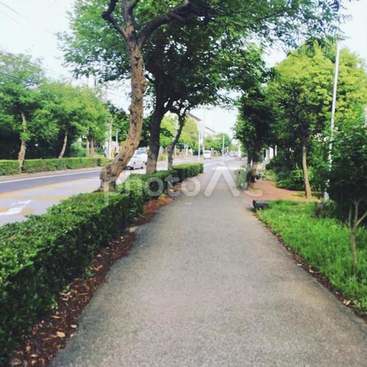 街路樹のある歩道の風景 歩道,街路樹,樹木の写真素材