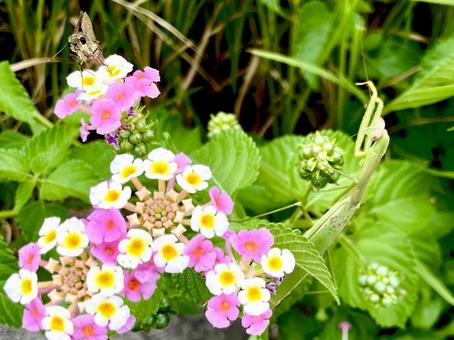 ランタナの葉に擬態するカマキリの写真