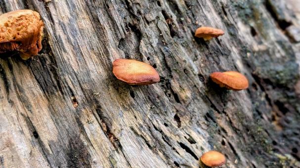 木にはえてたきのこ 木,きのこ,茶色の写真素材