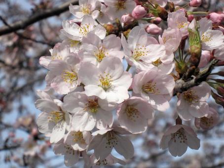 サクラ・桜 サクラ・桜の写真