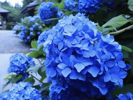 紫陽花の写真