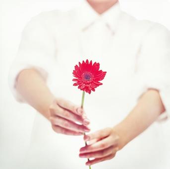 手に持った花1 手に持った花1 花,ガーベラ,若い女性の写真素材