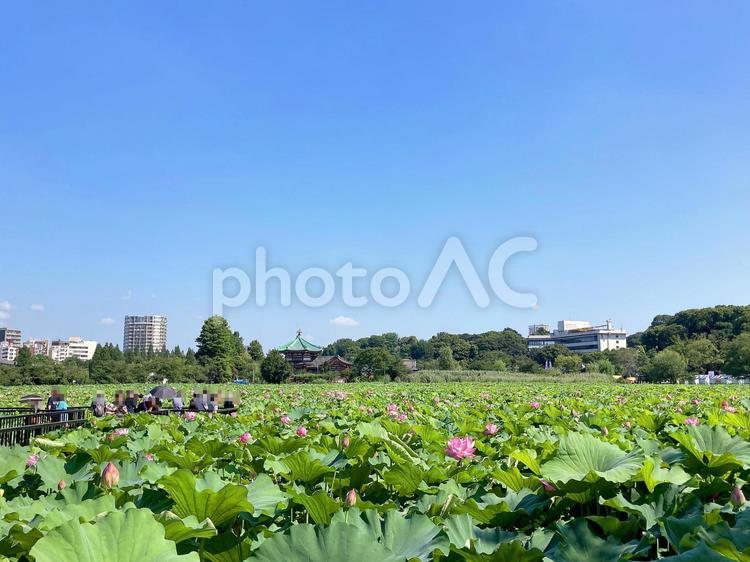 東京風景・不忍池 不忍池,上野,上野恩賜公園の写真素材