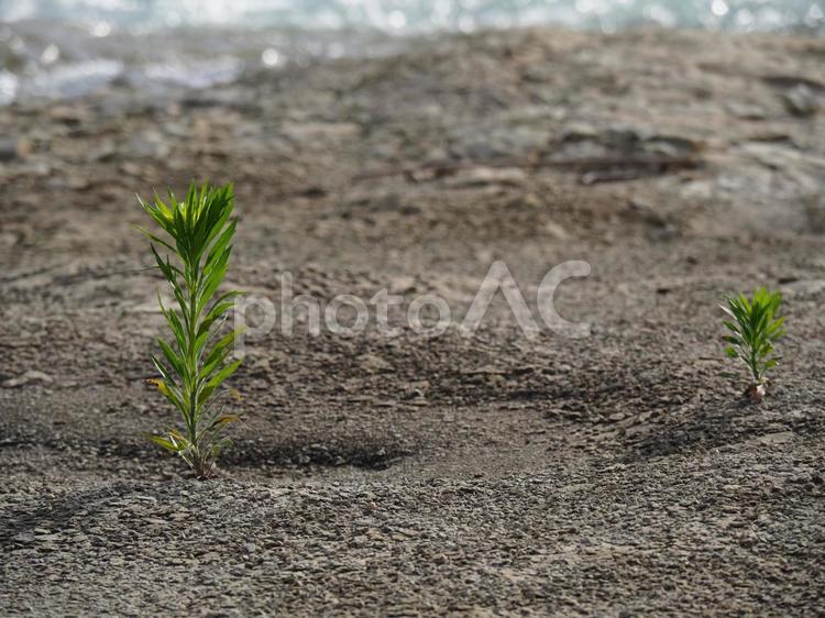 荒地に生きる草のイメージ 荒地,草,雑草の写真素材