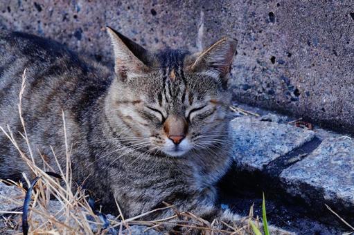 ねこ ねこの写真