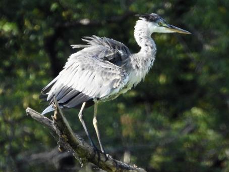 枯れ木の上で羽を振るうアオサギの写真