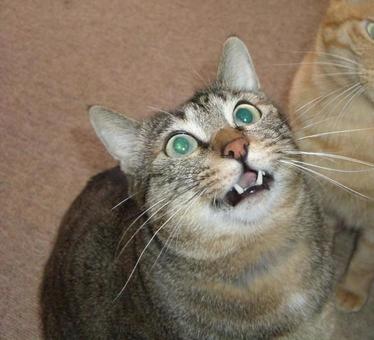 猫（キジトラ）の写真