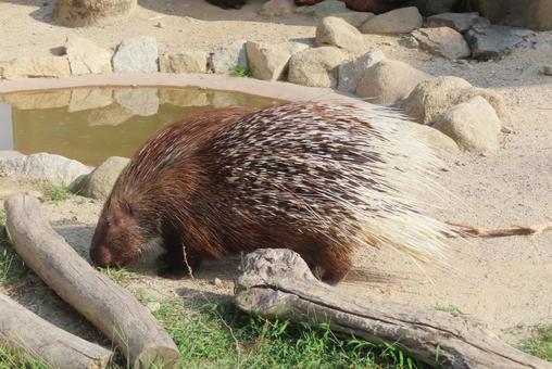 インドタテガミヤマアラシ インドタテガミヤマアラシの写真