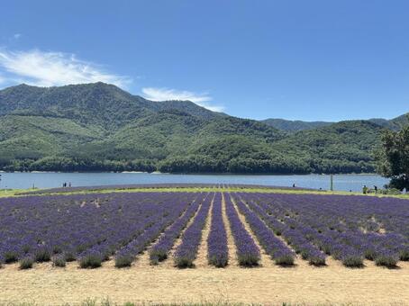 ラベンダー ラベンダー,かなやま湖,北海道の写真素材