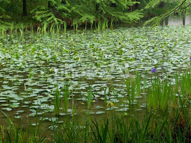 浮草のある池 池,浮草,湖の写真素材