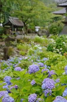 紫陽花 紫陽花の写真