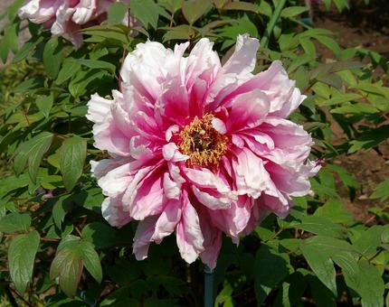 Photo, button, simanishiki (ancient japanese dictionary arranged by rhyme, displaying characters' meanings and representing their pronunciation with fanqie), peony, 