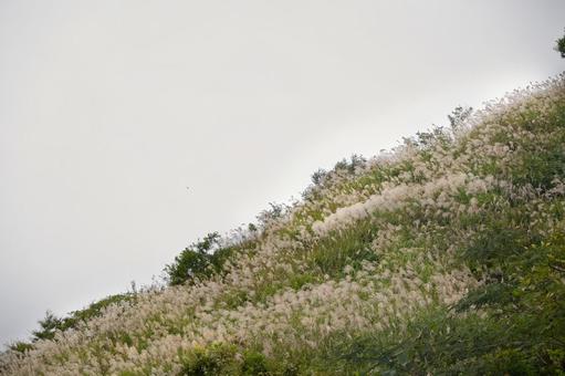 淡い空と斜面に広がる秋のススキ畑 淡い空と斜面に広がる秋のススキ畑の写真
