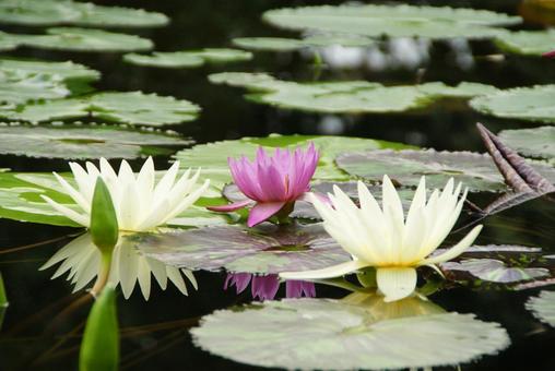 睡蓮の写真